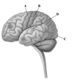 This drawing depicts the left hemisphere of the cerebral cortex. Which letter points to the area where the signals for voluntary muscle movements are initiated?