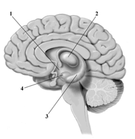 This cross-sectional drawing of the human brain depicts four structures that are key components of the limbic system. Pick the alternative that correctly labels the structures in the drawing.