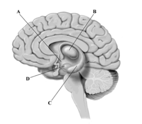 This cross-sectional drawing of the human brain depicts four structures that are key components of the limbic system. Which brain structure processes and integrates information from all the senses, except smell?
