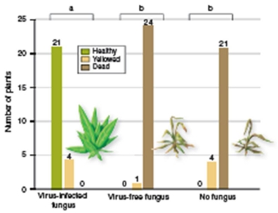 <strong>figure 37.19 What did the scientists conclude from figure 37.19?</strong> A)Plants survived the heat best with virus-infected fungi B)Plants survived the heat best with virus-free fungi C)Plants survived the heat best without fungi D)Plants survived the heat best when infected by the virus E)Plants survived the heat best when not infected by the virus