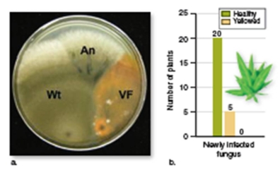 <strong>figure 37.20 What did the scientists conclude from figure 37.20?</strong> A)Adding the virus back to virus-free fungi decreased plant survival B)Infecting plants with the virus increased their survival C)Infecting plants with the virus decreased their survival D)Infecting the fungus with the virus allowed them to grow in the heat E)Adding the virus back to virus-free fungi increased plant survival
