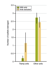 <strong>Figure 21.23 What was the researchers' conclusion?</strong> A)Any ants that occupy domata protect the trees from herbivores B)Tramp ants eat the leaves of plants with domata C)Tramp ants that occupy domata protect the trees from herbivores D)Herbivores are more likely to eat the leaves of plants with domata E)Nectar attracts herbivores and prevents them from eating the leaves