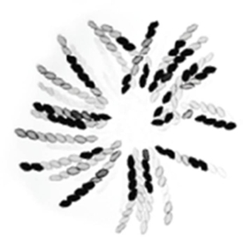 <strong> Based on the structures of the spores of Neurospora crassa,which phyla would it be found in?</strong> A)Ascomycetes B)Chytridiomycetes C)Deuteromycetes D)Zygomycetes E)Basidiomycetes