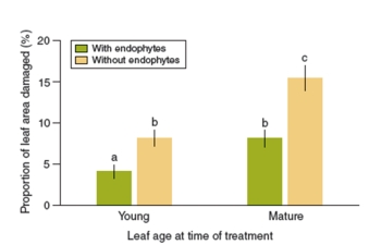 <strong>figure 19.22 In figure 19.22 what was the dependent variable?</strong> A)The age of the leaf B)The percent of the leaf area damaged C)The presence or absence of endophyte spores D)The presence or absence of the pathogen Phytophthora E)The percent of the leaf area containing endophytes