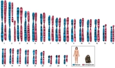 <strong>Chromosome 2 in Homo sapiens formed when two smaller chromosomes fused,after the chimpanzee and human lineages split.As a result,humans have 23 pairs of chromosomes and chimpanzees have 24 and can no longer form fertile offspring (Fig.14.31).This would be an example of: </strong> A)Gradualism B)Natural selection C)Artificial selection D)Punctuated equilibrium E)Fertilization