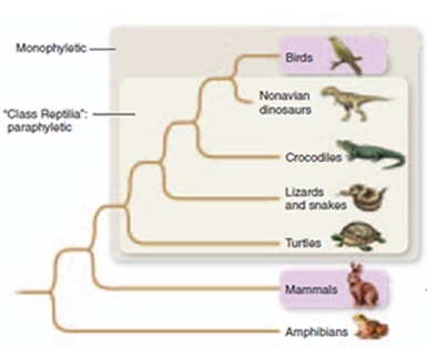 <strong>figure 13.20 Based on figure 13.20 shown,birds are most closely related to:</strong> A)Crocodiles B)Snakes C)Mammals D)Dinosaurs E)Amphibians
