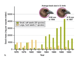 <strong>figure 12.22b In figure 12.22b,what is the dependent variable?</strong> A)Year B)Beak size C)Seed mass D)Total rainfall E)Seed size