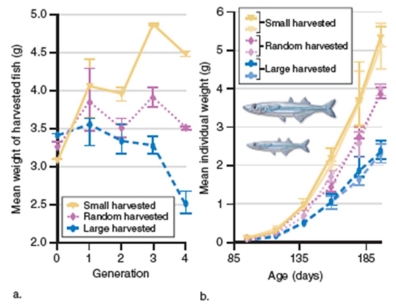 <strong>Figure 11.21 What did the researchers conclude from Figure 11.21?</strong> A)Harvesting larger fish led to an increase in average size over time B)Harvesting fish in a slot limit led to a decrease in average size over time C)Harvesting fish in a slot limit led to an increase in average size over time D)Harvesting larger fish led to a decrease in average size over time E)Harvesting fish randomly led to an increase in average size over time