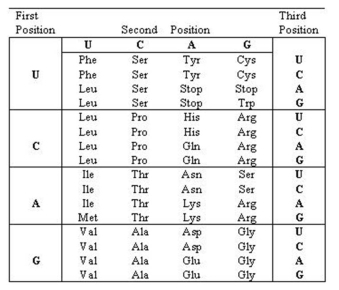 <strong> Using the genetic code shown here,predict what type of mutation has occurred in the hemoglobin sickle cell anemia allele. Normal allele 5' - GGAAUGAAACAGGAACCC - 3' Mutant allele 5' - GGAAUGAAACAGGUACCC - 3'</strong> A)A point mutation, Val to Glu B)A frame shift C)Addition of a new stop codon D)A point mutation, Glu to Val