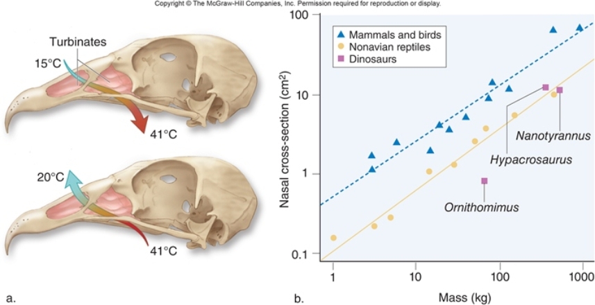 <strong>Figuer: In this figure,the authors of the study looked for a correlation between which two variables?</strong> A) mass and nasal cross section B) mass and endothermy C) being extinct and mass D) mass and nasal cross section E) presence of a turbinate and nasal cross section