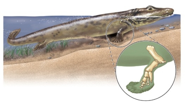 Figuer: -Tiktaalik either crawled or paddled in shallow tropical streams about 380 MYA,during the late Devonian period.These shallow waters often became anaerobic.What selective advantage would Tiktaalik have under these conditions?