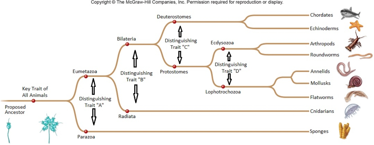Figuer: Main animal groups are noted at the right. Names diverging at each node are morphological or body form names. Note that the animal traits key to distinguishing the groups and body forms are not shown. If an animal researcher reproduces this evolutionary tree,but rotates the body forms and animal groups,showing the Deuterostomes beneath the Protostomes,the interpretation of common ancestry and divergence among the body forms and animal groups will completely change.