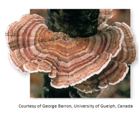 The large reproductive structure shown,produced after meiosis in the fungal life cycle,is characteristically covered by a large,flat,shelf,conical,or puffball fruiting body in the phylum