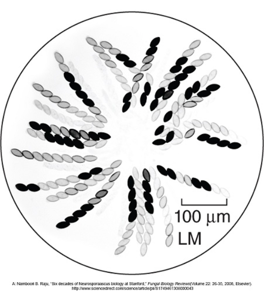 Figuer: -Based on the structures of the spores of Neurospora crassa in this figure,in which phylum would it be found?
