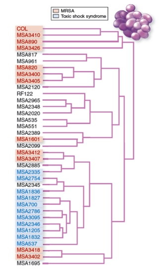 Figuer: -Based on the figure,which of the following is the most likely explanation for the observed pattern of MRSA strains?