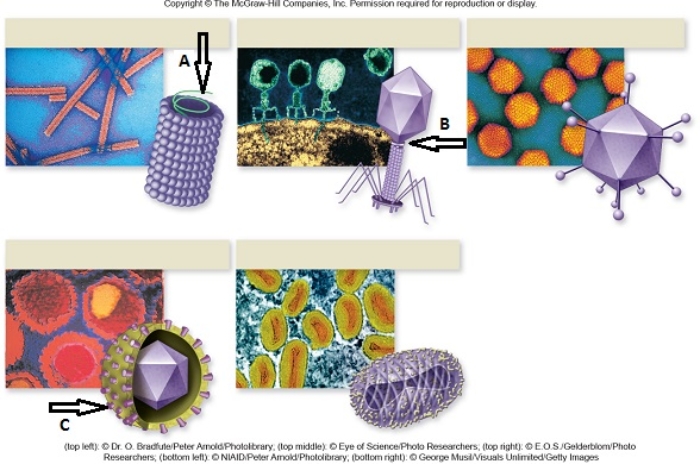 Figuer: Five different virus species are shown and labeled arrows indicate structures. -The virus structure indicated by the arrow labeled C is the