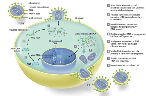 Figuer: -Based on the figure,which of the following is true of HIV?