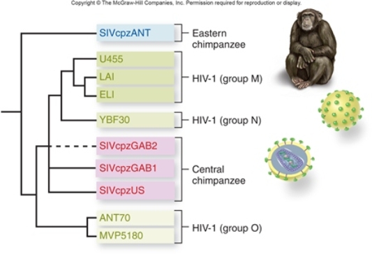 Figuer: -SIV causes symptomless infections in monkeys and apes,yet causes AIDS-like disease in chimpanzees.HIV is closely related to SIV and causes AIDS in humans.Which of the following is the best explanation for these observations?
