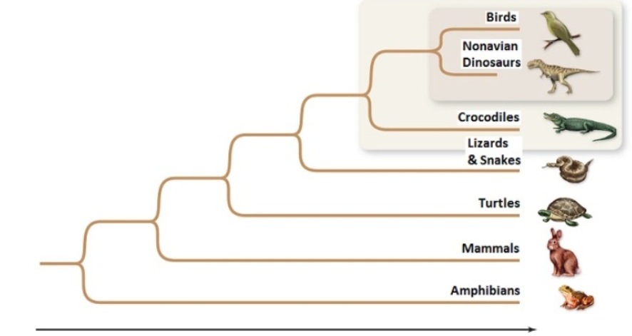 <strong>Figuer: Starting from the root of a phylogenetic tree,any node that is shown further from the root,than other nodes,means</strong> A) the species (or groups represented) diverged most recently from a common ancestor. B) the two species (or groups of species represented) at the furthest node diverged by sympatric speciation. C) convergent evolution has selected for the species (or groups of species represented) to be similar. D) the species (or groups of species represented) are in the outgroup. E) that only those species at the furthest node, from the root, are in a clade.