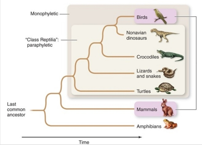 <strong>Figuer: Based on the cladogram,birds are most closely related to</strong> A) snakes. B) dinosaurs. C) crocodiles. D) amphibians. E) mammals.