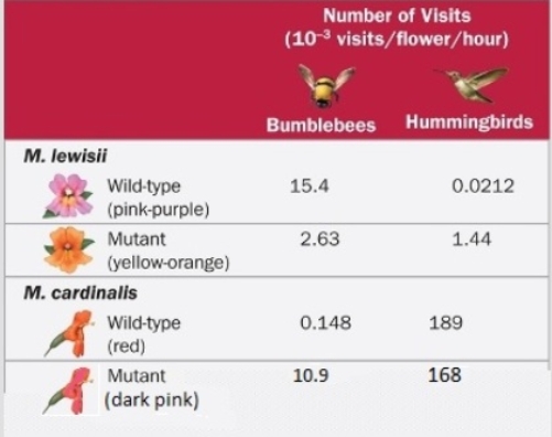 <strong>Figuer: From the data shown in the table,what can be concluded about the flower preferences of bumblebees?</strong> A) They prefer yellow-orange flowers only found in M. lewisii. B) They prefer red flowers in both species of monkeyflower. C) They prefer pink flowers in both species of monkeyflower. D) They prefer M. cardinalis, no matter the color of the flowers. E) They prefer M. lewisii, no matter the color of the flowers.