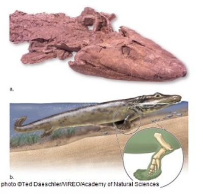 Figuer: -Fossil evidence shows that Tiktaalik had both lungs and gills,indicating that it could