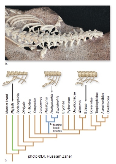Figuer: -A phylogenetic tree is shown in part (b)of the image above.Phylogenetic trees visually represent hypotheses of the evolutionary relationships and ancestry of species or species groups.In this case,Najash is placed in proposed context with other snake species,representing different groups of snakes around the world.What can you conclude about the evolution of sea snakes and the Najash species?