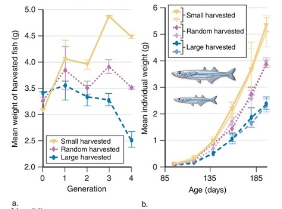 <strong>Figuer: In figure (a),what was the dependent variable?</strong> A) the mean weight of harvested fish B) the species of fish C) the size at which the fish were harvested D) the age of the fish E) the generation