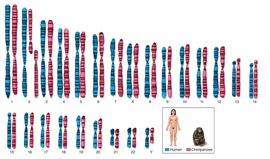 <strong>Figuer: The chromosomes of humans and chimpanzees look virtually identical in structure, size, and stained banding patterns.   As you may remember from chapter 9,section 9.1,karyotypes are used to show chromosomes,and can provide comparative information.The shape,size and stained banding patterns of human and chimpanzee chromosomes was derived</strong> A) through repeated DNA isolations, fragmentations, plasmid insertions, and bacterial culture growth prior to sequencing of each genome. B) from the application of DNA profiling and tagging of short tandem repeats in humans and chimpanzees. C) by stimulating cells into mitosis, stopping the process at metaphase, then staining and imaging the chromosomes. D) after an original human and an original chimpanzee embryonic stem cell was isolated for retrieving the chromosomes. <div style=padding-top: 35px> 