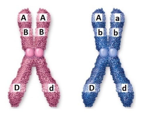 <strong>Figuer: Examine this image of chromosomes and identify the structural components. A portion (location)of DNA that encodes a specific protein is a</strong> A) chromatid. B) chromosome. C) centromere. D) kinetochore. E) gene.