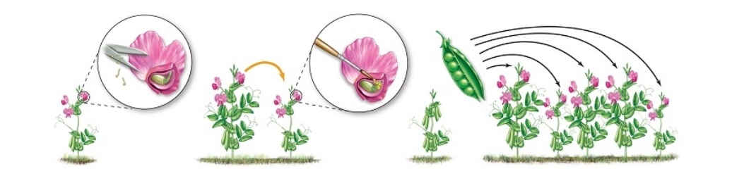 <strong>This figure shows one reason among others why pea plants (Pisum sativum)are a good species for genetics studies.In reference to information given in the text,pea plants are good for genetics studies because </strong> A) they have many distinctly identifiable forms of genetic traits. B) growth of pea plants is simple and easy. C) All of the answer choices are correct. D) they can be self-fertilized for true-breeding genetic traits. E) they produce large numbers of offspring (the peas).