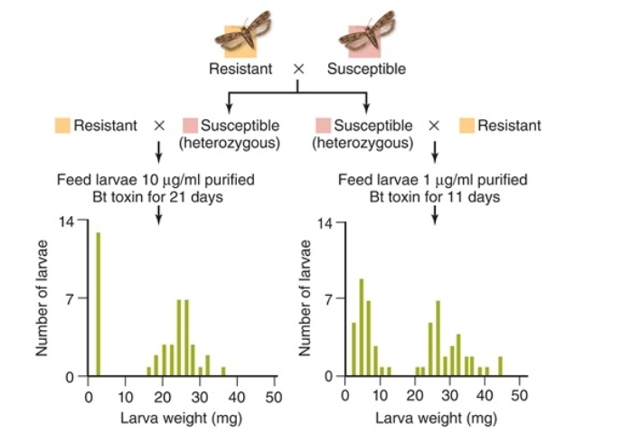 <strong>Figuer: In these data, the parental generation characteristics (resistant or susceptible) are shown at top. In this figure,the genotype of the resistant parental bollworms is ___ while the susceptible parental bollworms have a ___ genotype.</strong> A) rr; RR B) Rr; rr C) RR; rr D) RR; Rr E) Rr; RR