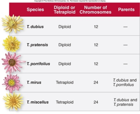 Figuer: -Tragopogon mirus is a hybrid of T.dubius and T.porrifolius.Based on the figure,T.mirus has
