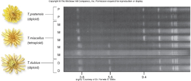 Figuer:   -Based on this figure,T.miscellus has arisen