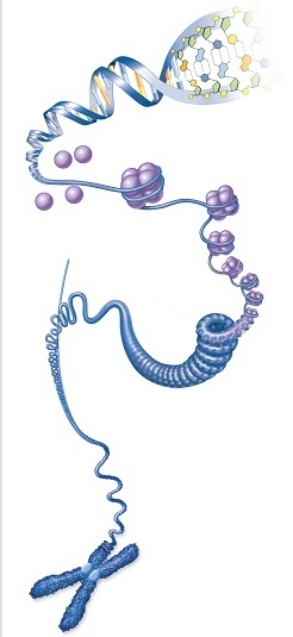 Figuer: This diagram shows how DNA is packaged and folded with its associated protective and regulatory proteins.   -A part of a chromosome,that attaches sister chromatids to each other,defines the term