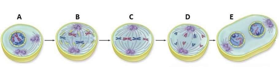 <strong>Figuer: This diagram shows the steps in mitosis, with labels to reference in the questions below. In which of these mitosis phases is the replication of DNA accomplished?</strong> A) None of these answer options are correct, because replication does not happen during mitosis. B) A, which is mitosis. C) C, which is telophase. D) A, which is prophase. E) E, which is cytokinesis.