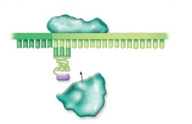 <strong>The step of translation in which an mRNA,a small ribosomal subunit,and the initiator tRNA are aligned together is </strong> A) termination. B) initiation. C) transcription. D) mitosis. E) elongation.