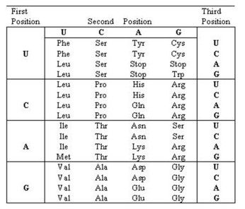 <strong>Figuer: What type of mutation has occurred in the following? Normal allele 5'-GGAAUGAAACAGGAACCC-3' Mutant allele 5'-GGAAUGAAAUCAGGAACCC-3'</strong> A) insertion of two bases B) insertion of one base C) deletion of two bases D) deletion of one base E) substitution