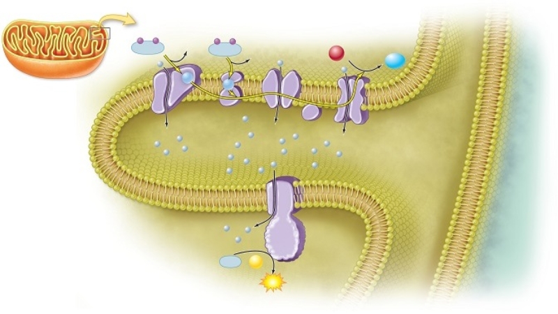 <strong>In a eukaryotic cell,the electron transport system occurs in the </strong> A) mitochondrion. B) lysosome. C) cytoplasm. D) nucleus. E) ribosome.