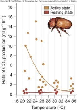<strong>Figuer: What did scientists conclude from the data shown in this figure?</strong> A) Active beetles saved energy at higher temperatures. B) Generating heat led to increased pollination of Philodendron flowers by beetles. C) Active beetles saved energy at lower temperatures. D) Resting beetles saved energy at lower temperatures. E) Resting beetles saved energy at higher temperatures.