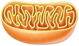 This diagram shows the chloroplast,in which aerobic respiration takes place.