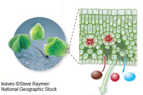 <strong>In this cross-section of a typical plant leaf,the ______ are where photosynthesis takes place. </strong> A) mesophyll cells B) outer epidermis cells C) air spaces D) stomata