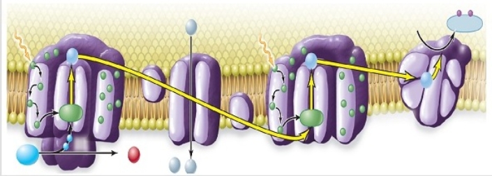Figuer: Examine this image, showing an electron transport chain in photosynthesis. -What is released at each step in an electron transport chain?