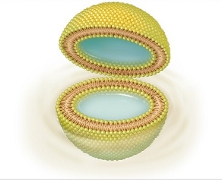 <strong>When phospholipids are mixed with water their ____ interact with water and their ____ are repelled,forming a lipid bilayer. </strong> A) hydrophobic tails; hydrophilic heads B) hydrophilic heads; hydrophobic tails C) hydrophobic heads; hydrophilic tails D) hydrophilic tails; hydrophobic heads