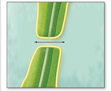 <strong>This type of cell connection,lined by the cell membranes and allowing transport of molecules between cells,is the </strong> A) plasmodesma. B) anchoring junction. C) gap junction. D) tight junction.
