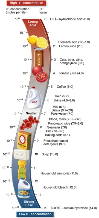Figuer: Refer to this diagram with common examples of substances and their pH. -Our normal blood pH should be in a fairly narrow range.Imagine you sit down to eat a large meal with cola,tomato-based sauce,and a salad with many citrus fruit slices.Identify the one statement that does not apply as one of the likely outcomes of your meal.