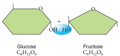 Figuer: Examine these two sugars, as shown prior to the chemical reaction that would bond them. -The diagram shows glucose and fructose before the chemical reaction called ______ builds a larger polymer from the two monomers.