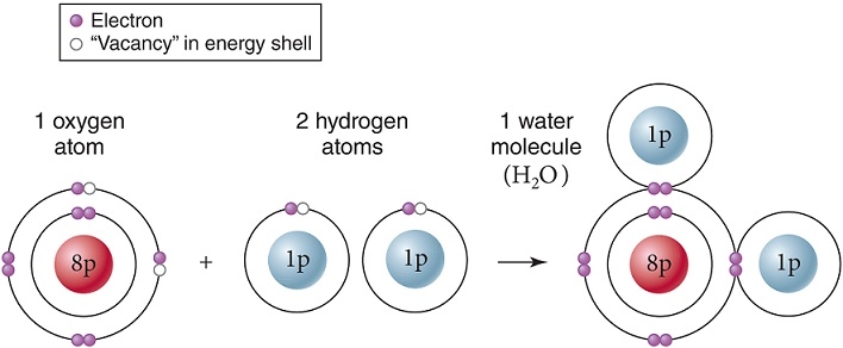 Within a single molecule of water,as shown,____ bonds are formed between oxygen and hydrogen.