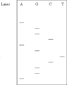 <strong>What is the DNA sequence 5ʹ → 3ʹ) determined in this gel? Assume the samples were applied near the top of the gel. </strong> A) AGGCTGGACGA B) AGGGGCTAGCA C) AGGCTGACGGA D) AGGCAGTCGGA