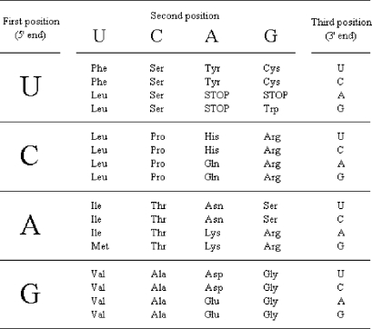 <strong>Use the table below to determine which template strand DNA sequence written in the 5ʹ → 3ʹ direction) specifies the tripeptide with the sequence gly-ala-leu. </strong> A) GGGGCUCUC B) CUCUCGGGG C) CCCCGAGAG D) GAGAGCCCC